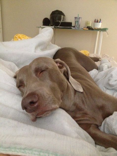 14 Lovely Photos Of Weimaraners Who Love To Sleep Family Fun Ideas, Weimaraner Puppies, Friendly Dogs, Grey Ghost, Cuddle Time, Recipes Family, Weimaraner Dogs, Dogs Funny, Funny Pets