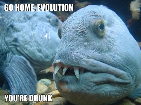 Dork fish? Hilarious Animals, Creature Marine, Fauna Marina, Life Under The Sea, Scary Animals, Deep Sea Creatures, Underwater Creatures, Underwater Life, Weird Creatures