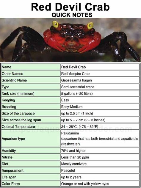 Quick Notes about Red Devil Crabs (Geosesarma hagen) requirements Crab Enclosure, Crab Aquarium, Vampire Crab Habitat, Vampire Crab, Vampire Crab Tank, Emerald Crab, Red Clawed Crab Tank, Public Aquarium, Fish Tank Design