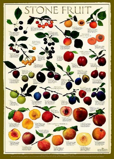 stone fruit | r-hamdan | Flickr Vegetable Chart, Fruit Poster, Bing Cherries, Stone Fruits, Stone Fruit, Exotic Fruit, Botanical Drawings, Kitchen Garden, Fruit Trees