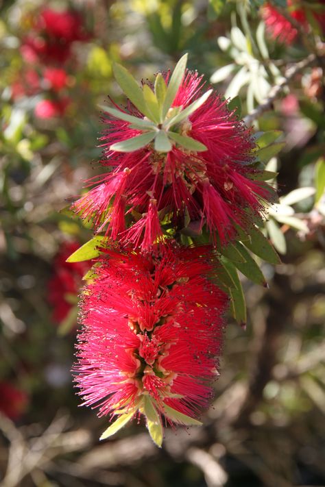 Bottlebrush plants (Callistemon spp.) get their name from the spikes of flowers that bloom at the ends of the stems, bearing a strong resemblance to a bottle brush. Grow them as shrubs or small trees that grow up to 15 feet. Most bottlebrush varieties bloom over a long summer season in shades of red or crimson. One exception is C. sieberi, which has light yellow flower spikes. Bottlebrush Illustration, Weeping Bottlebrush Tree, Lemon Bottlebrush, Bottle Brush Plant, Bottle Brush Flower, Bottlebrush Plant, Crimson Bottlebrush, Brush Flower, Australian Native Garden