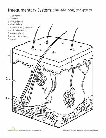 Worksheets: Inside-Out Anatomy: The Integumentary System The Integumentary System, Anatomi Dan Fisiologi, Life Science Middle School, Skin Anatomy, Middle School Life, Anatomy Coloring Book, Integumentary System, Human Body Unit, Human Body Systems