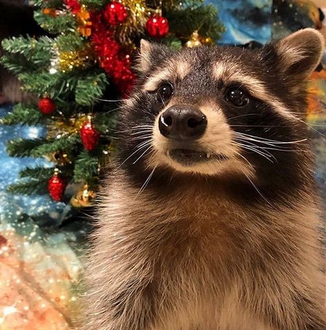 Racoons Christmas Funny Pictures, Racoon Christmas, Funny Racoon, Christmas Raccoon, Trash Pandas, Pet Raccoon, Cute Rats, Cute Raccoon, Raccoon Funny