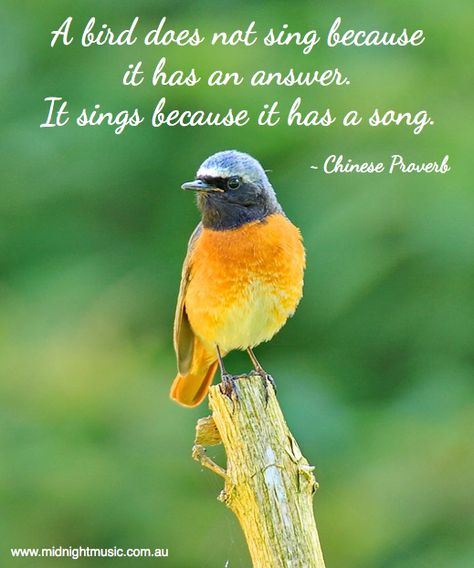 A bird does not sing because it has an answer… Music and education quotes: http://www.midnightmusic.com.au/2013/10/quoteable-quote-monday-a-bird-does-not-sing-because-it-has-an-answer/ Love Birds Quotes, Music Education Quotes, Capturing Kids Hearts, Bird Quotes, Falling In Love Quotes, Bird Silhouette, Funny Birds, Music Classroom, Bird Pictures