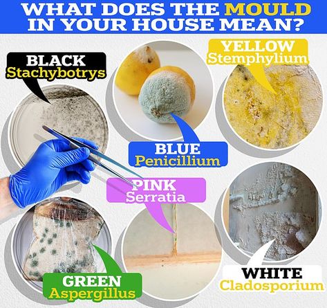 Healing Environment, House Mold, Mold Exposure, Blog Schedule, Save Our Earth, Tori Spelling, Types Of Mold, Hygienic Food, Four Days