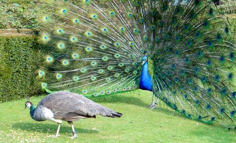 Peafowl have an elaborate and beautiful mating ritual. “Peafowl” is the proper term that refers to the species of birds with the term “peacock” reserved for the males and “peahen” for the females. The peafowl mating season begins in the spring when peacocks aggregate into small territories known as a ‘lek’. The purpose of the … Animal Crafts Preschool, Indian Peacock, Peacock Photos, Peacock Tail, San Diego Zoo, Animal Print Fashion, Pink Flamingo, Peacocks, Watercolor Animals