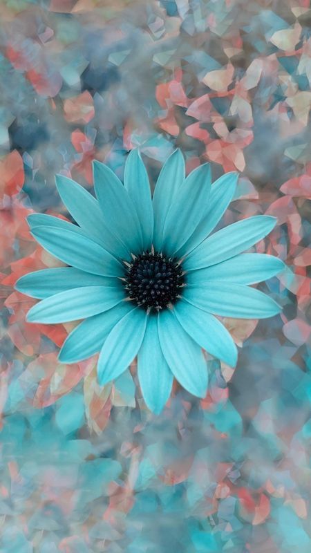 Cute Phone Background, Beautiful Flower Wallpaper, Flower Wallpaper Iphone, Flower Background Iphone, Gerber Daisy, Sunflower Pictures, Flower Wallpapers, Flowery Wallpaper, Lovely Flowers Wallpaper