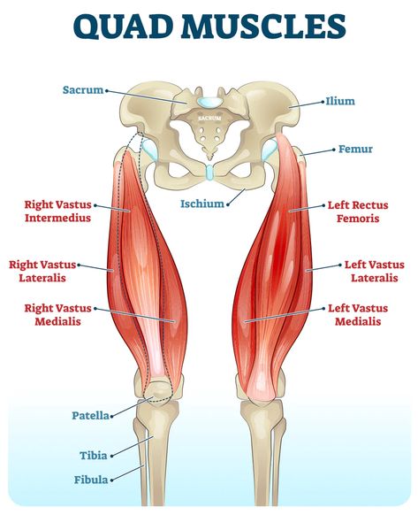 Muscles Chart, Anatomy Labeled, Leg Muscles Anatomy, Quadriceps Femoris, Muscles Anatomy, Leg Anatomy, Human Muscle Anatomy, Quad Muscles, Basic Anatomy And Physiology