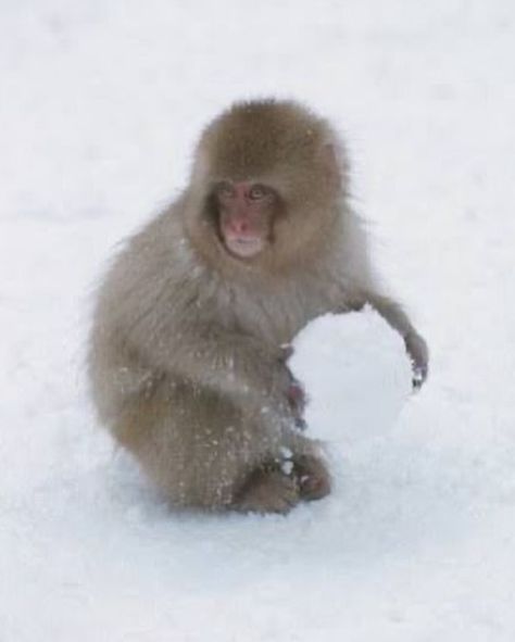 during the winter in the valleys of nagano, japan, you’ll find juvenile japanese snow monkeys, also known as snow babies, rolling and making snowballs. their interactions are just like those of young siblings and childhood friends, having competitions to see who can make the largest snowball and whose snowball will roll the furthest before stopping. - - - #snowmonkeys #nagano #japan #wildlife #winterfun #nature #animalbehavior Japanese Snow, Snow Monkeys, Snow Monkey, Nagano Japan, Monkey 3, Animal Behavior, Nagano, Draw On Photos, Winter Fun