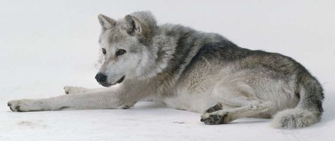 Big Game Hunting, Timber Wolf, Grey Wolf, Wolves, Small Pets, Photo Storage, Animal Art, Husky, Ios