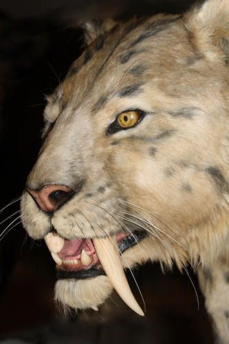 PreHistoric Saber Tooth Tiger Saber Tooth Tiger, Tiger Facts, Sabertooth Tiger, Extinct Animals, Dinosaur Fossils, Prehistoric Creatures, Prehistoric Animals, Beautiful Cats, Big Cats