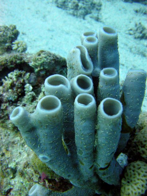 Tube sponges on coral reef | Matt Kieffer | Flickr Coral Outfit, Underwater Plants, Underwater Painting, Sea Plants, Sea Sponge, Sponge Coral, Underwater Art, Sea Coral, Incredible Creatures