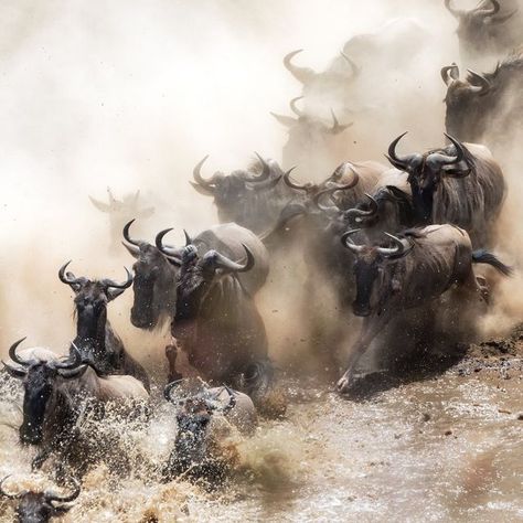 Patrick Mavros on Instagram: "Dear Friends,  Each year, as Kenyans begin to defrost after the chilly winter, millions of wildebeest embark on an epic journey in search of greener pastures.  Driven by their natural instinct to follow the rains, these majestic animals face insurmountable odds and dangers as they make their way across Kenya and Tanzania.  In honour of this epic odyssey, we are launching the Patrick Mavros Migration Tales Competition.  How to enter:  •Upload your most spectacula Great Migration, River Art, Masai Mara, Maasai, Wild Animals, Definition Prints, Tanzania, National Geographic, Kenya