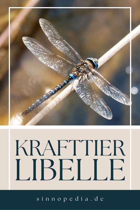 Krafttier Libelle, das mystische Drachenwesen und seine Bedeutung! Erfahren Sie hier die wichtigsten Botschaften des sanften Seelenbegleiters! Electric Ladyland, Humor, Tattoos, Pins, Quick Saves, Art, Design, Humour