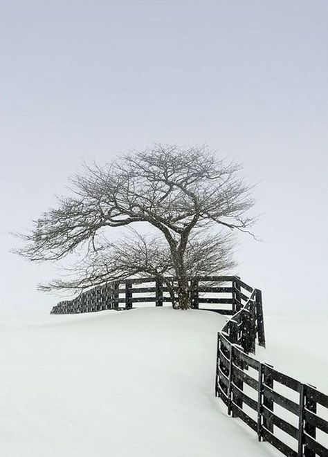 Nature, winter, tree, fence Era Victoria, Trees Photography, Snow Trees, Tree Stands, Lone Tree, Foto Tips, Winter Scenery, Winter Magic, Winter Beauty