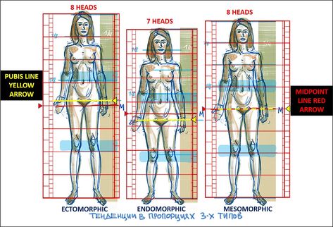 DMITRY NAROZHNY Bodytypes Comparisons Midpoint Line #Bodytypes #Ectomorph #Mesomorph #Endomorph #Shiva #Porportions Proportion Study, Grid Overlay, Human Proportions, Arrow Line, Drawing Comics, Study Art, Figure Art, Art Study, Body Figure