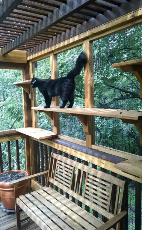 Diy Cat Enclosure, Cat Tree Plans, Katt Diy, Chat Diy, Gatos Cool, Cool Cat Trees, Cat Patio, Outdoor Cat Enclosure, Cat Run