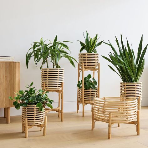 Plant Room Decor, Styling Plants, Home Meditation Room, Rattan Decoration, Tropical Chic Decor, Rattan Furniture Living Room, Birds Of Paradise Plant, Rattan Planters, Bird Of Paradise Plant