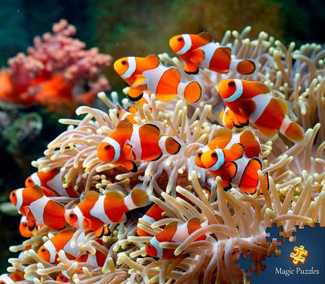 Coral Reef Ecosystem, Sustainable Fishing, Cultural Crafts, Web Stories, Salt Water Fish, Mermaid Painting, Marine Ecosystem, Clownfish, Fish Wallpaper