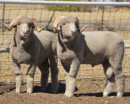 Rambouillet. The largest and strongest of the fine-wool sheep 18.4 and 20.5 Microns. Mature rams weigh about 250-300 lbs. Mature ewes weigh about 200-275 lbs. Lifespan can be upwards of 10-12 years. Rambouillet Sheep, Livestock Show, Wool Sheep, Shetland Sheep, Sheep Breeds, Counting Sheep, Cattle Farming, Sheep Farm, Sheep And Lamb