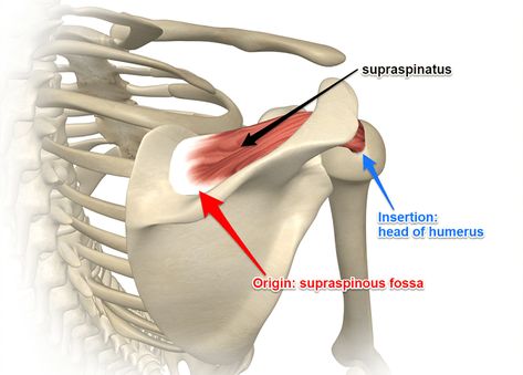 Supraspinatus Muscle, Shoulder Anatomy, Sports Massage Therapy, Rotator Cuff Tear, Shoulder Surgery, Human Body Anatomy, Muscle Anatomy, Shoulder Injuries, Medical Anatomy