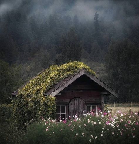 So wonderfully magical! 💜 📷 blackthorn_witch #witchescottage #witcheshouse #witchcottage #arcticfox #witcheslife #witchycottage #witchylife #witchyvibes #witchythings #witchy #witch #witches #witchcraft #witchesofinstagram #blackthornwitch Forest Cottage Aesthetic, Witch Cottage Aesthetic, Cabin In The Woods Aesthetic, Forest Witch Aesthetic, Witchy Cottage, Fae Aesthetic, Cottage Flowers, Cabin Aesthetic, Forest Cottage