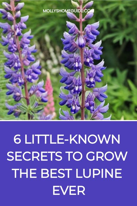 Discover the secrets of how to grow lupine successfully in your garden. Learn the best planting techniques, soil requirements, sunlight needs, and watering tips to ensure your lupines thrive. Whether you're a beginner or experienced gardener, these essential guidelines will help you cultivate beautiful and vibrant lupine flowers that will brighten up your outdoor space. Follow these step-by-step instructions and watch as your lupines grow healthy and strong, adding charm and color to your garden Lupine Landscaping, Lupines Garden, Planting Techniques, Lupine Flowers, Privacy Wall, Garden Life, Cut Flower Garden, Companion Planting, New Growth