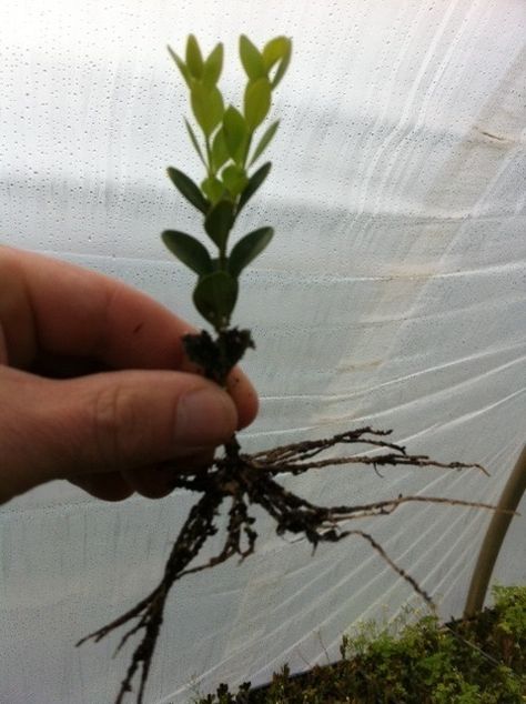 boxwood cuttings Boxwood Landscaping, Curb Appeal Landscape, Boxwood Hedge, Herb Garden Design, Garden Stepping Stones, Outdoor Stuff, Woodland Garden, Small Space Gardening, Garden Stuff