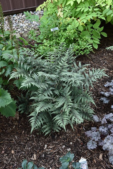 Biddeford Maine, Painted Fern, Japanese Painted Fern, Compost Soil, Yard Waste, Green Highlights, Raised Planter, Climbing Vines, Ornamental Trees