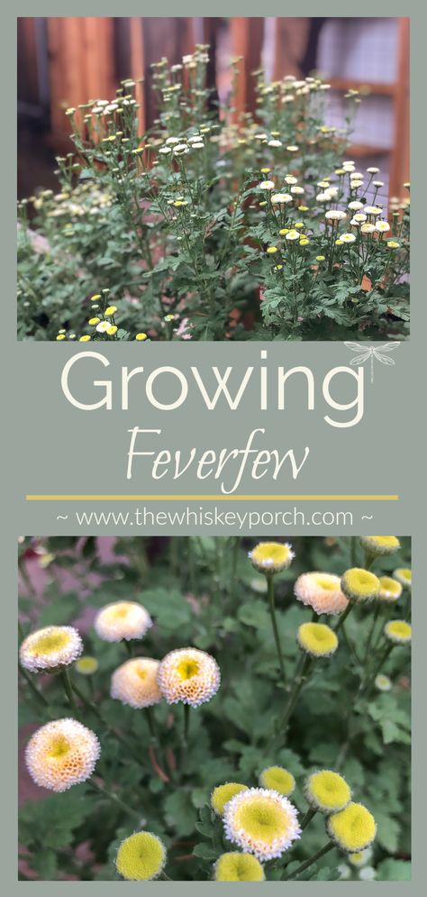 Feverfew Uses, Feverfew Flower, Feverfew Plant, Green Witchery, Kitchen Gardens, Forest Life, Types Of Herbs, Herb Gardens, Dream Landscape