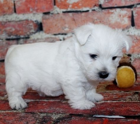 West Highland White Terrier Puppies For Sale | Bradford Woods, PA Westie Puppies For Sale, Westie Puppies, Highlands Terrier, Terrier Puppies, West Highland White, West Highland Terrier, White Terrier, West Highland White Terrier, West Highlands