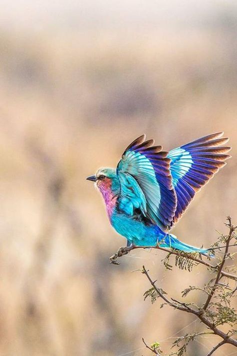 beautiful bird. well done, Nature. Lilac Breasted Roller, Kinds Of Birds, Colorful Bird, All Birds, Exotic Birds, Pretty Birds, Colorful Birds, Bird Watching, 귀여운 동물