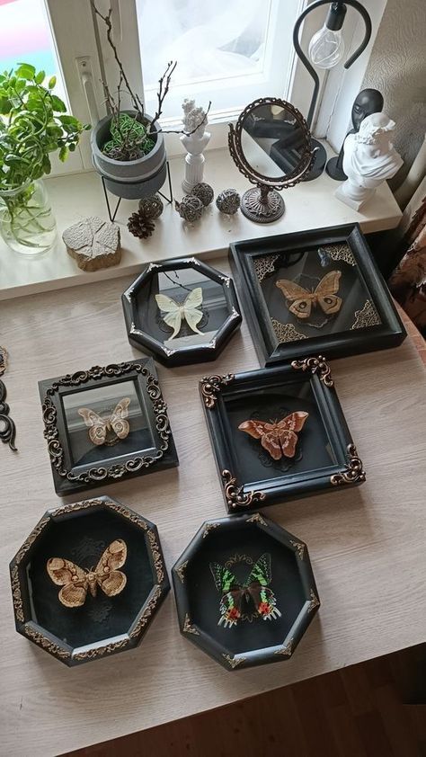 Moth Wall Decor, Diy Oddity Decor, Maximalist Decor Items, Moth Room Decor, Moth Wall Art, Bat Home Decor, Moody Cottagecore Aesthetic, Vintage Wall Ideas, Goblincore Home Decor