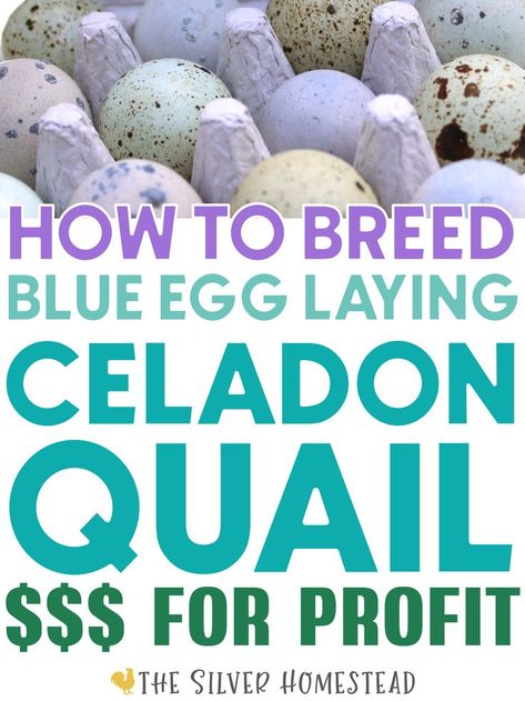 speckled blue green aqua turqoise mint chip and heavy bloom purple coturnix quail eggs in a carton with text that reads Breeding Blue Egg Laying Celadon Coturnix Quail for Profit in your backyard quail coop Blue Quail Eggs, Outdoor Quail Enclosure, Celadon Quail, Quail Breeding, Backyard Quail, Quail Farming, Diy Coop, Quail Feeder, Coturnix Quail