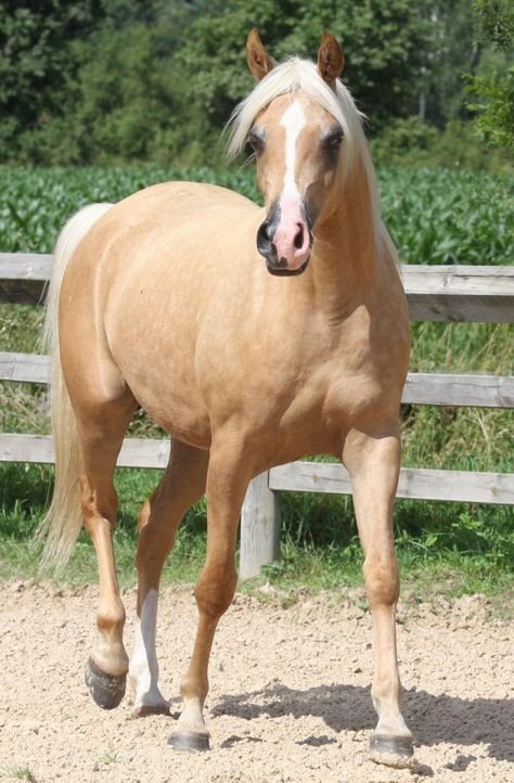 Palomino Arabian, Lion Artwork, Victorian Paintings, Hanoverian, Quarter Horses, Horse Boarding, Cute Horses, Horse Coloring, Arabian Horse