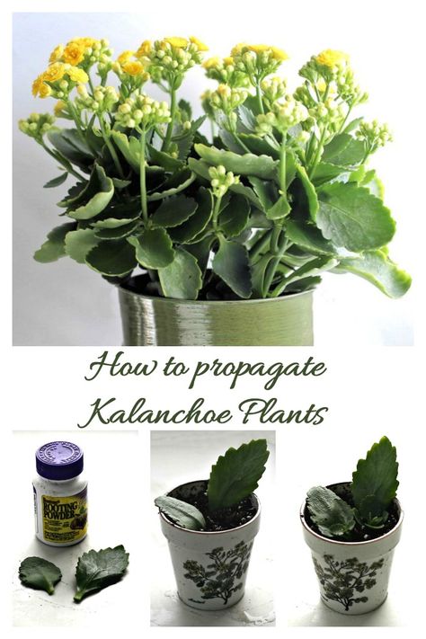 How to propagate kalanchoe blossfeldiana How To Propagate Kalanchoe, Kalanchoe Plant Propagation, Kalanchoe Propagation, Propagating Kalanchoe, Kalanchoe Plant Care, Kalanchoe Flowers, Kalanchoe Plant, Rooting Powder, Kalanchoe Blossfeldiana