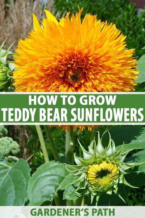 Teddy Bear Sunflower How To Grow, Sunflower Planting Ideas Backyards, Homestead Gardening, Cold Frames, Growing Sunflowers, Planting Sunflowers, Short Plants, Gothic Garden, Perennial Border