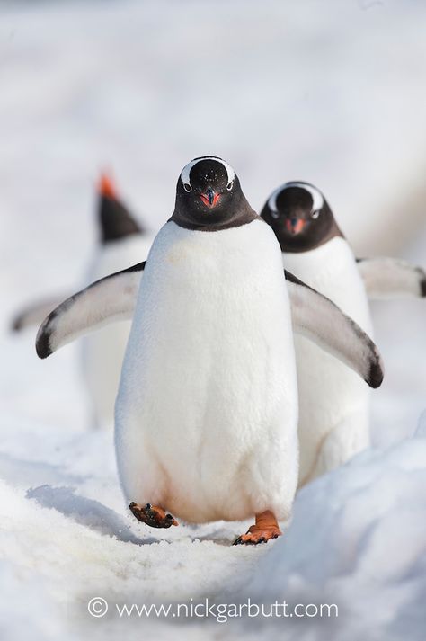 Antarctic Peninsula, Arctic Penguins, Penguin Pictures, Adelie Penguin, Gentoo Penguin, Animal Inspiration, Penguins And Polar Bears, Pictures Of Animals, Children's Stories