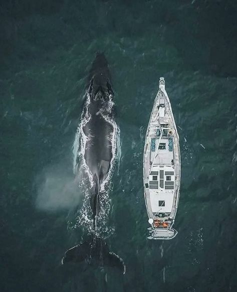 Amazing Nature on Twitter: "A whale and a boat 😍 Credit goes to the respective owner.… " Blue Whale Facts, Whale Facts, Sardinia Italy, A Whale, Winter Scenery, Blue Whale, Cool Pictures Of Nature, Cute Animal Pictures, Large Animals