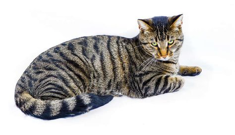 Tiger cat Cat With Stripes, Gray Tiger Cat, Hamilton Tiger Cats, Cats That Look Like Tigers, Female Tiger, Police Canine, Cashmere Bengal Cat, Tiger Striped Cat, Tiger Cat