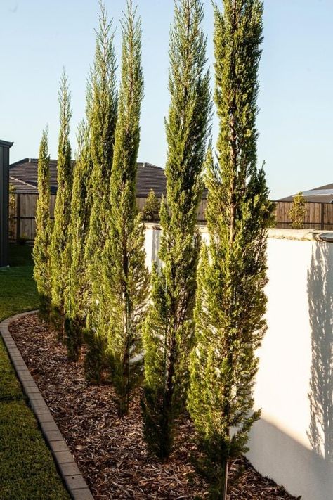 10 Tall Skinny Trees for Small Landscapes And Narrow Garden Spaces Narrow Strip Landscaping, Narrow Space Landscaping, Skyrocket Juniper Landscaping, Pencil Trees Landscaping, Small Narrow Backyard Landscaping, Long Narrow Backyard Landscaping, Evergreen In Planter, Tall Trees For Privacy, Small Yard Privacy Landscaping