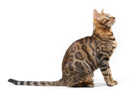 Cat Side Profile, Kittens Brown, Cat Drawing Sketches, Cats Brown, Bengal Cat For Sale, Cat Side, Bengal Kittens For Sale, Bengal Kittens, Asian Leopard Cat