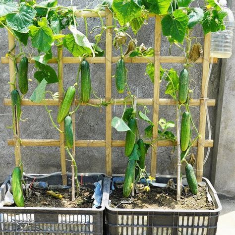 Cucumber In Garden, Cucumber Vertical Garden, How To Grow Cucumbers Vertically, Hanging Cucumber Plants, Vertical Cucumber Gardening, How To Trellis Cucumbers, How To Grow Cucumbers In A Pot, Balcony Allotment, Cucumber Plants In Pots