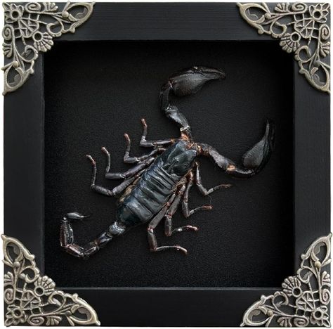 Real Framed Scorpion Dead Insect Dried Bug Beetle Lover Black Frame Shadow Box Taxidermy Oddity Collectables Specimen Decoration Reading Tabletop Wall Art Home Decor Living Gallery K12-51-DE Real Scorpion, Bug Beetle, Yellow Butterfly, Goth Aesthetic, Shadow Boxes, Taxidermy, Hanging Wall Decor, Scorpion, Shadow Box