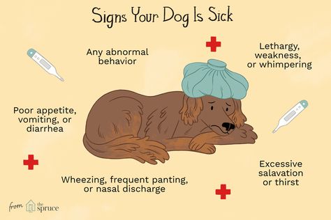 How can you tell if your dog is sick? Find out what signs you should watch for and learn what to do when you notice signs of illness in your dog. Puppy Checklist, Puppy Tips, Dental Health Care, Dog Remedies, Doggy Daycare, Easiest Dogs To Train, Vet School, Feeling Under The Weather, Coconut Oil Uses