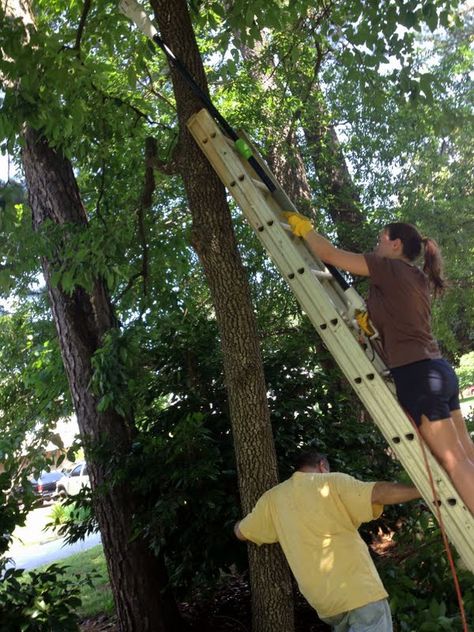 How To Trim A Tree, Tree Trimming Ideas, Blackheath London, Trees Diy, Tree Interior, Tree Surgeons, Gardening Diy, City Folk, Tree Pruning