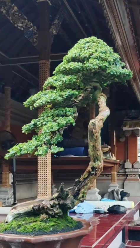 Bonsai Bunjin Style, Art