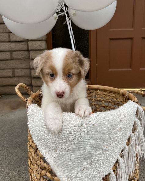 Puppy in basket with balloons Puppy In Basket, Adopting A Puppy, Dog Surprise Gift Ideas, Surprise Puppy Ideas, Puppy Surprise Ideas, Puppy Gift Surprise, Puppy Reveal Ideas, New Puppy Photoshoot, Puppy Announcement Ideas