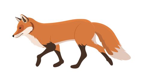 Fox Walking Animation, cycle animation, 2D loop animation on transparent background Walking Animation Cycle, Animation Cycle, Fox Walking, Cycle Animation, Fox Animation, Walking Animation, Loop Animation, Tree Saw, Wedding People