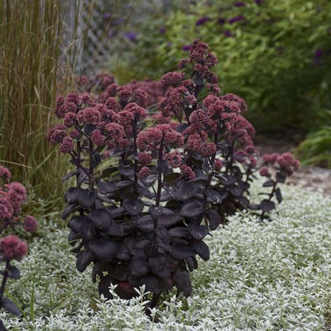 Night Embers Sedum, Homestead Landscape, Black Mondo, Dark Plants, Goth Garden, Gothic Garden, Black Garden, Unique Plants, Black Flowers